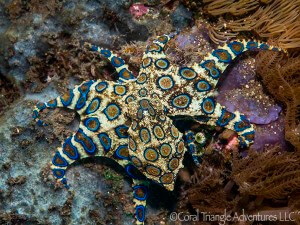 Bluering octopus (Hapalochlaena sp.) photographed while snorkeling in Alor, Indonesia
