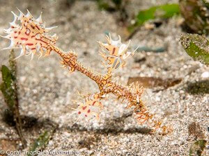 Ornate Ghost Pipefish (Solenostomus paradoxus) photographed while snorkelling in Alor, Indonesia