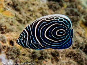 Juvenile emperor angelfish (Pomacanthus imperator) photographed while snorkeling in Alor, Indonesia