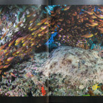 Coral Triangle Seascapes, wobbiegong shark, Raja Ampat