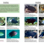 Marine Life and Natural History of the Coral Triangle, Damselfishes, pages 240-241