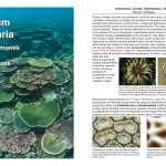 Marine Life and Natural History of the Coral Triangle