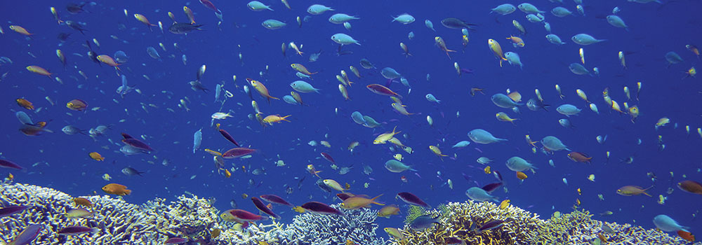 marine biodiversity, coral triangle, fishes, coral