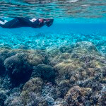 A snorkeler photographed over a nice reef in Komodo National Park, Indonesia