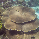 Amazing table corals (Acropora spp.) photographed while snorkeling in Nusalaut, Seram, Indonesia