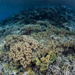 Reefs photographed at Pulau Hatta