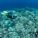 A snorkeler dives to get a closer look at the beautiful coral reef at Hatta Island in the Banda Islands, Indonesia