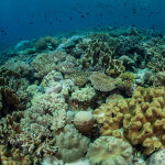 Coral reef Hatta Island photographed while snorkeling