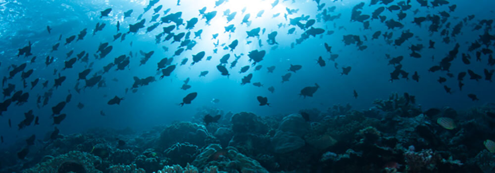 Triggerfish, Hatta Island, Bandas, Indonesia, Ethan Daniels