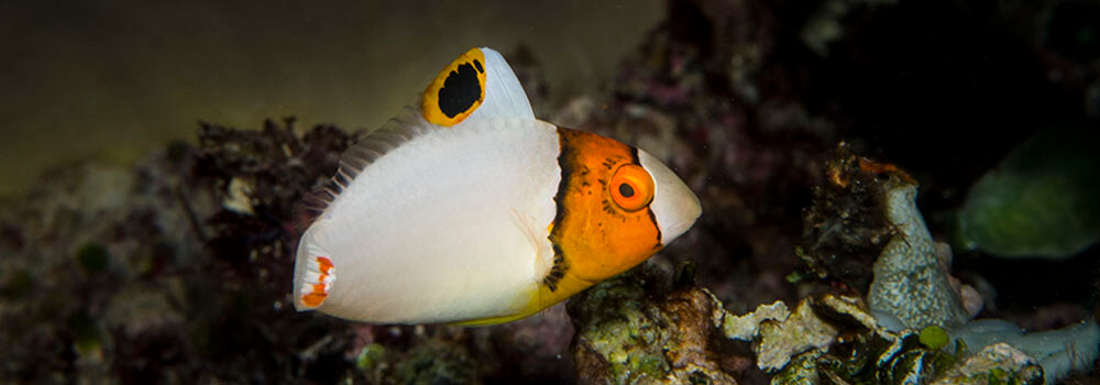 Bicolor Parrotfish (Cetoscarus ocellatus), Alor, fish photography