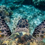 A hawksbill sea turtle (Eretmochelys imbricata) photographed while snorkeling in Komodo National Park, Indonesia
