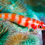 A Candycane dwarfgoby (Trimma cana) photographed while snorkeling