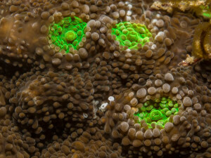 close up of coral polyps