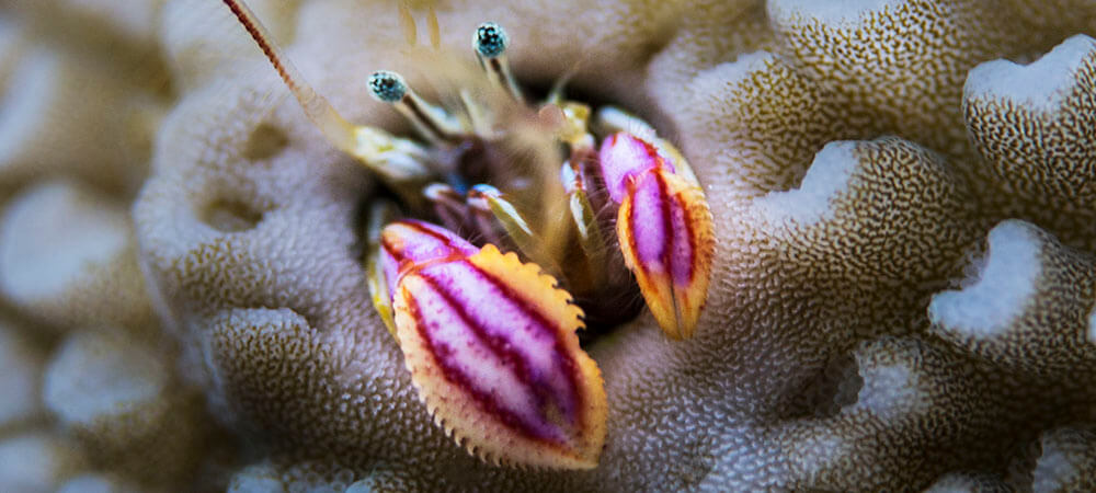 Coral hermit crab, acropora, solomon islands