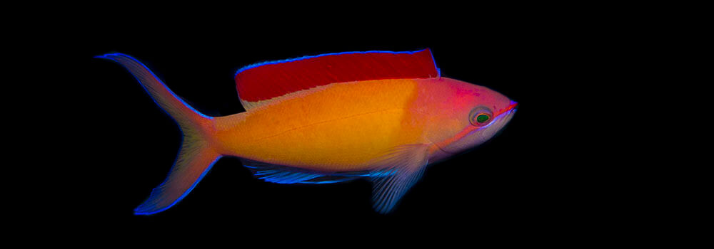 Peach Anthias, fish photography blog