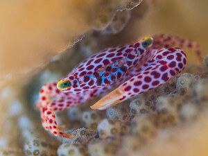 reds-spotted guard crab, coral triangle adventures