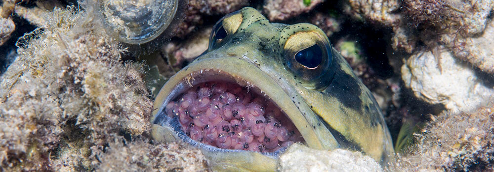 male jawfish holding eggs in its mouth