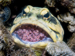 Dendritic jawfish holding eggs in its mouth