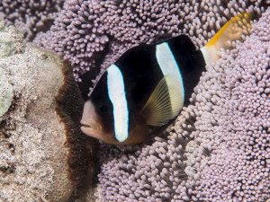 Clark's anemonefish fans and defends its eggs