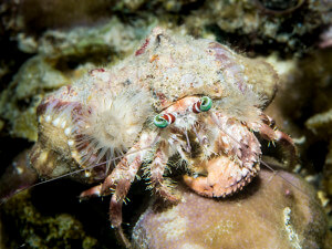 Anemone hermit crab (Dardanus pedunculatus) photographed at Dimakya Island, Palawan, Philippines