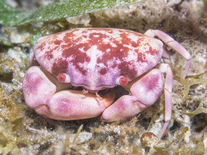 Crab Pamilacan Island, Philippines