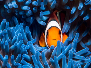 False clown anemonefish (Amphiprion ocellaris)