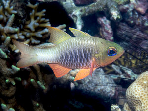 Hookfish cardinalfish from El Nido, Philippines
