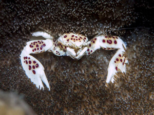 Porcelain crab (Neopetrolisthes maculatus)