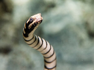 Banded sea snake (Laticauda colubrina)