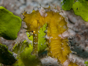 Thorny seahorse (hippocampus hystrix) photographed in Dimakya Island, Palawan, Philippines