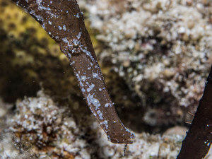 Robust ghost pipefish (Solenostomus cyanopterus) photographed at Damkaya Island, Palawan, Philippines