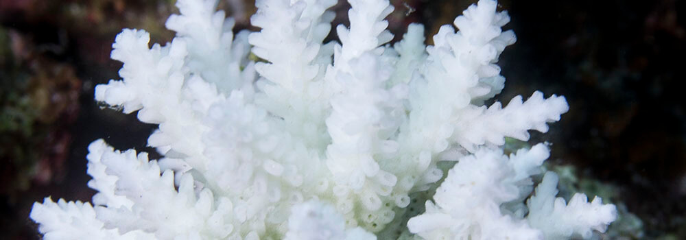 Recently bleached staghorn coral (Acropora sp.)