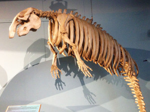 Dugong skeleton showing no clavicle