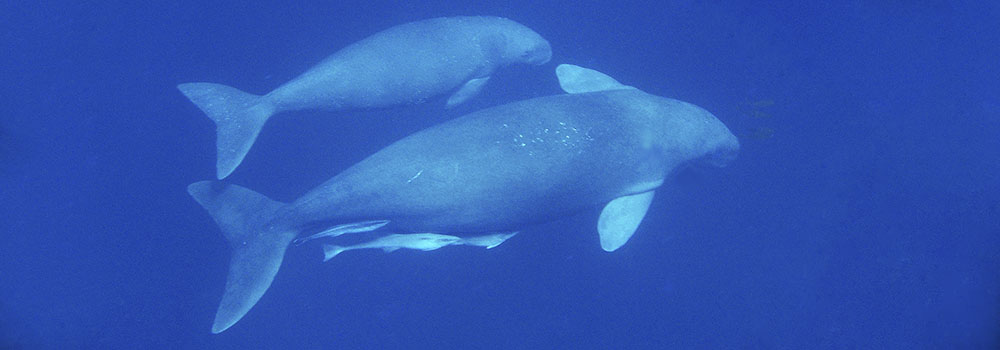 A female dugong swims with her calf near Calauit Island, Palawan, Philippines