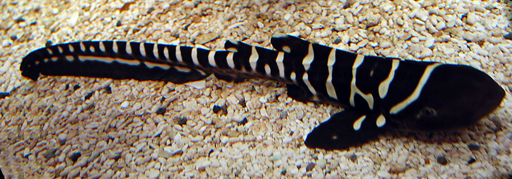 Juvenile zebra shark (Stegostoma fasciatus)