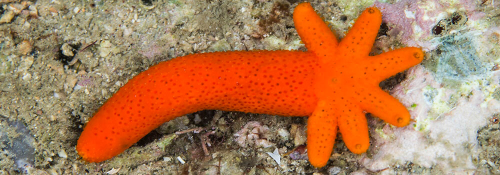 Luzon sea star (Echinaster luzonicus) autotomy