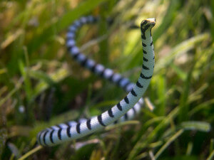 Banded sea snake in sea grass
