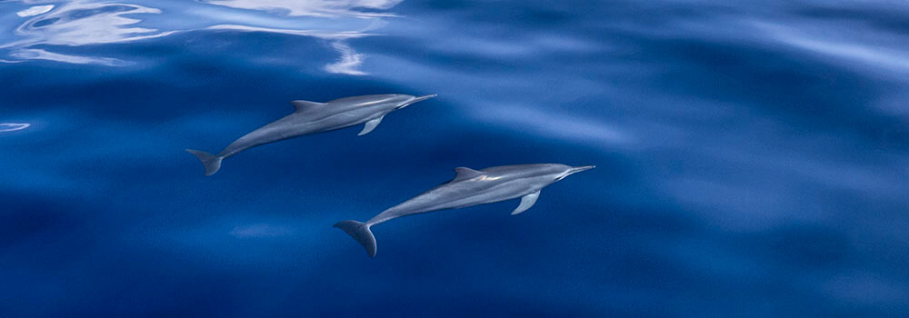 Spinner dolphins solomon Islands