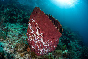 Sponges recycle a large amount of nutrients on the reef