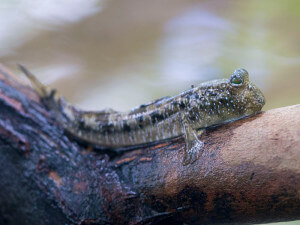 Mudskippers spend most of their lives on land