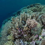 Lush reefs can be found all around Wakatobi National Park