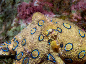 Blue-ring octopus found on the reefs around the Florida Islands, Solomon Is.