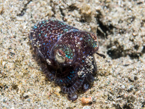 Bobtail squid (Sepiolida), Horseshoe Bay, Rinca