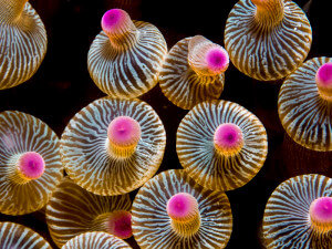 Bulb-tipped anemone (Entacmaea quadricolor)