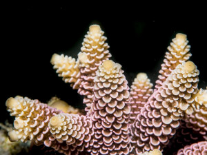 Close up of acropora branching coral, photo taken in the Solomons