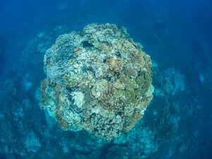 Coral bommie in the Solomon Islands