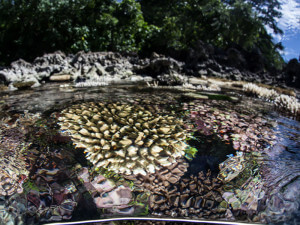 Coral colony below the surface in the Solomon Islands