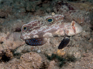 Crab-eyed goby at White Beach in the Solomon Island