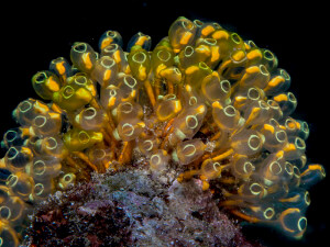 Golden tunicates in Morovo Lagoon, Solomon Islands