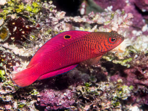 Oblique-lined dottyback can be found in the Solomon Islands